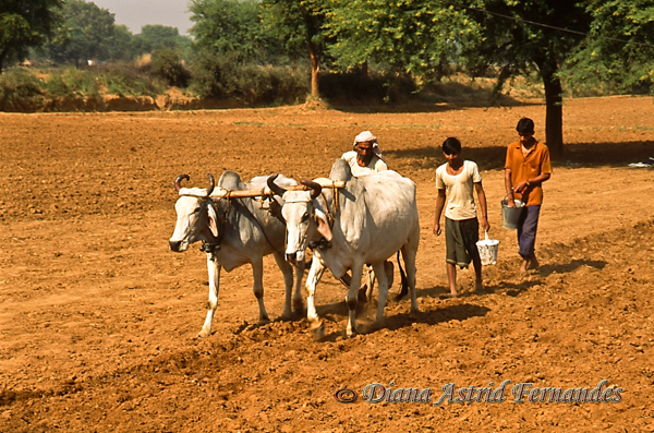 India-Ploughing-field-with-oxens-Goa